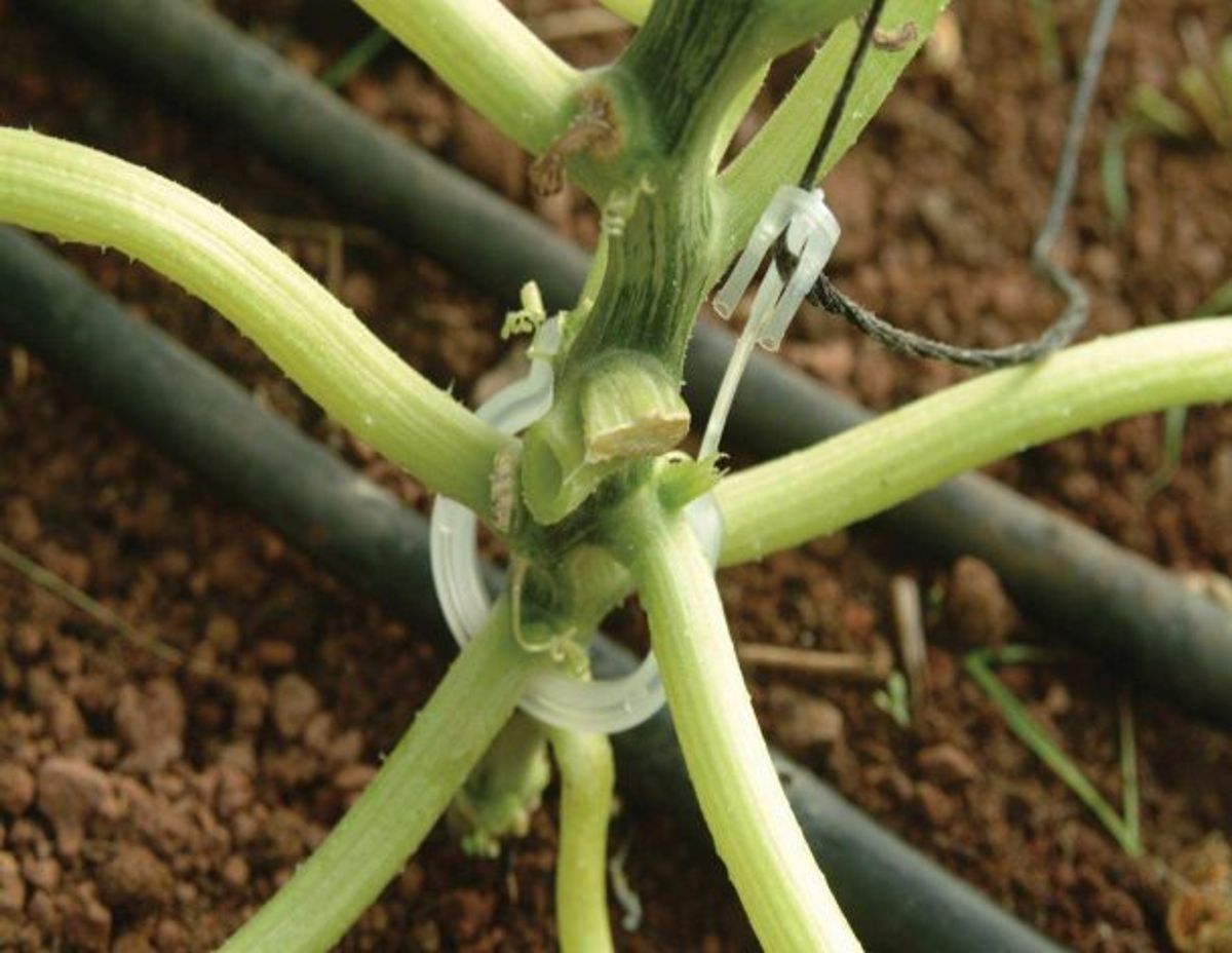 Canopia by Palram trellising sett pro
