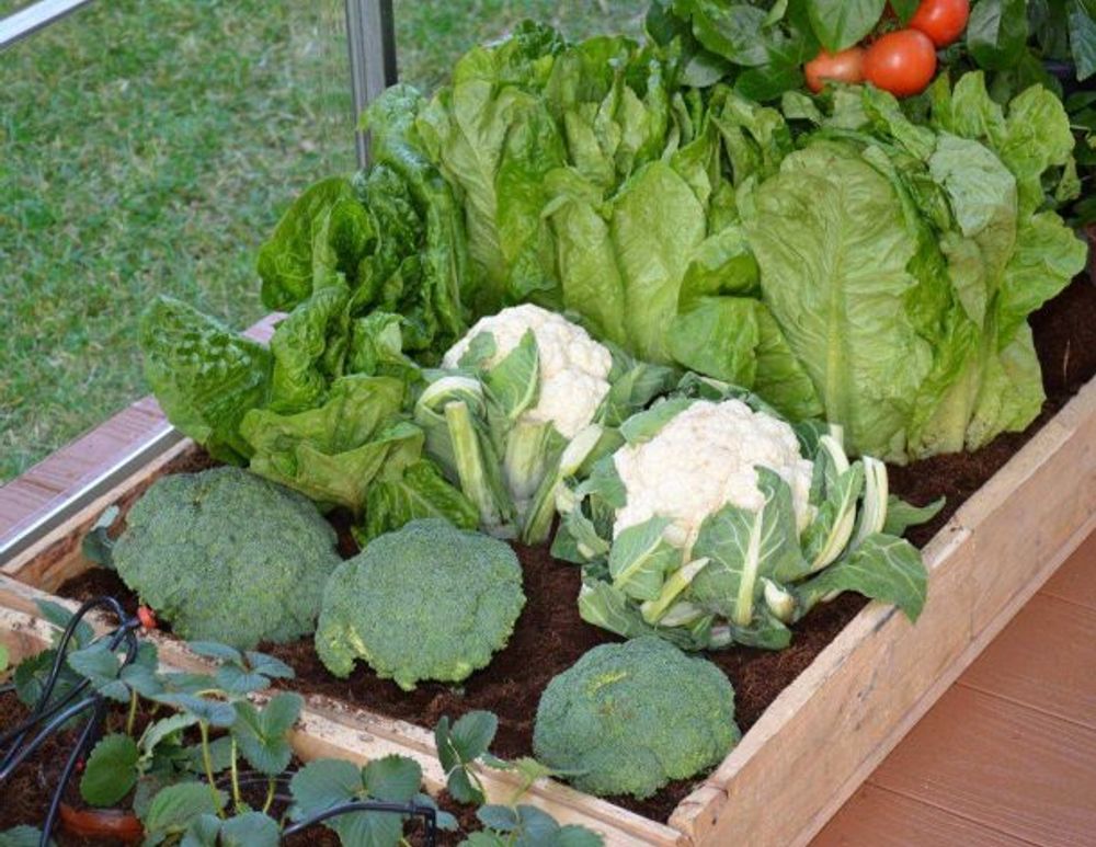 Canopia by Palram - Drivhus dryppvanningssett 